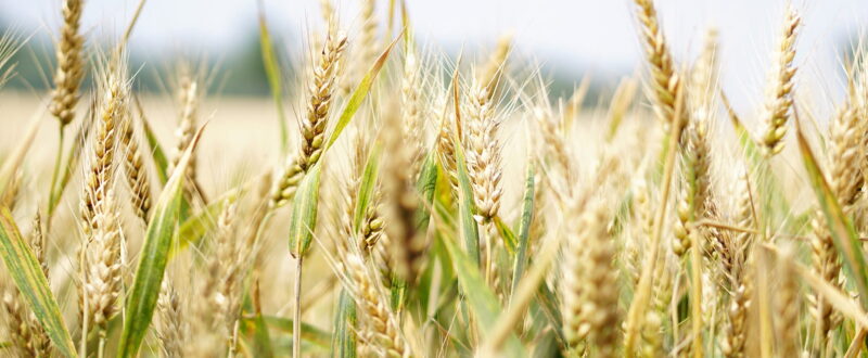 Смешанные удобрения (тукомеси)